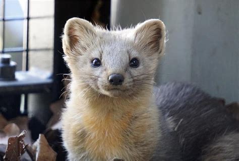 動物代表|日本の固有種一覧【哺乳類 コウモリ目、霊長目、ネ。